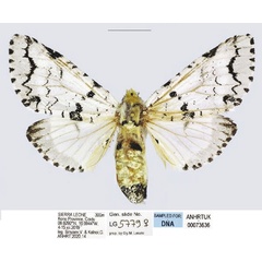 /filer/webapps/moths/media/images/L/leonensis_Afrocerura_AF_ANHRT.jpg