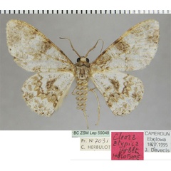 /filer/webapps/moths/media/images/A/atypica_Cleora_HT_ZSMa.jpg