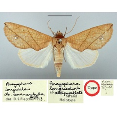 /filer/webapps/moths/media/images/A/albipupillata_Arcyophora_HT_BMNH.jpg