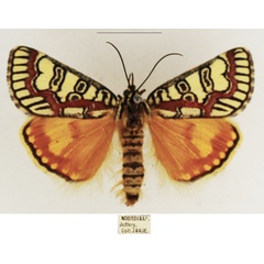 /filer/webapps/moths/media/images/P/pulchra_Paida_AM_TMSA_02.jpg