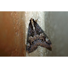 /filer/webapps/moths/media/images/C/chlorea_Sphingomorpha_A_Voaden.jpg