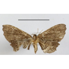 /filer/webapps/moths/media/images/A/asinina_Epiplema_A_MGCLb_01.JPG