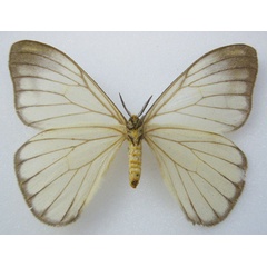 /filer/webapps/moths/media/images/S/simplex_Pseudaphelia_AF_NHMUKb.jpg