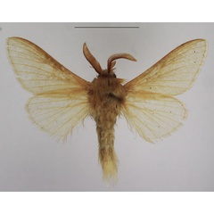 /filer/webapps/moths/media/images/S/straminea_Meyameta_AM_TMSA_02.jpg