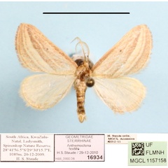 /filer/webapps/moths/media/images/T/textilis_Anthemoctena_A_MGCL.jpg