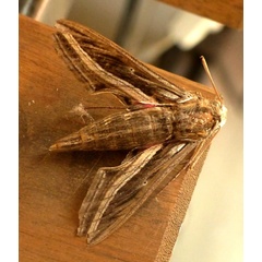 /filer/webapps/moths/media/images/C/celerio_Hippotion_A_Glibert_02.jpg