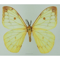 /filer/webapps/moths/media/images/F/flava_Pseudaphelia_AM_Basquina.jpg