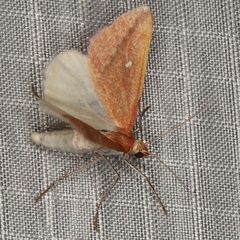 /filer/webapps/moths/media/images/P/participata_Rhodometra_A_Heyns_04.JPG