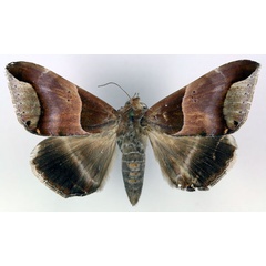 /filer/webapps/moths/media/images/R/retrorsa_Achaea_AF_RMCA_02.jpg