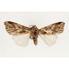 /filer/webapps/moths/media/images/U/unguiculata_Odontestra_HT_RMCA_02.jpg