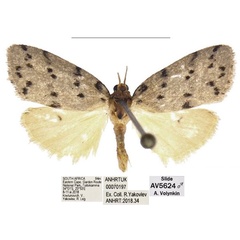 /filer/webapps/moths/media/images/A/africana_Spatulosia_AM_ANHRT_02.jpg