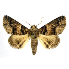 /filer/webapps/moths/media/images/A/atrifusa_Pericyma_A_NHMO.jpg