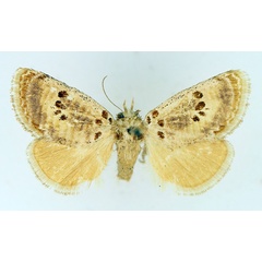 /filer/webapps/moths/media/images/S/sulcata_Lepidorytis_AF_TMSA.jpg