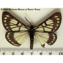 /filer/webapps/moths/media/images/F/fulvicincta_Sabalia_A_OUMNH_02.jpg