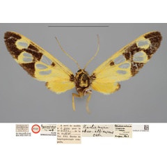 /filer/webapps/moths/media/images/A/albinescens_Naclia_HT_NHMUKa.jpg