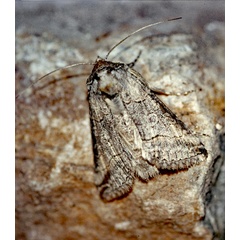 /filer/webapps/moths/media/images/O/oculea_Abrostola_A_Roland_01.jpg