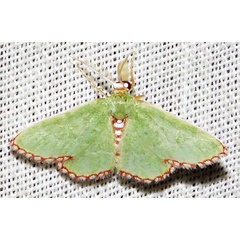 /filer/webapps/moths/media/images/I/impunctata_Allochrostes_A_Braun_06.jpg