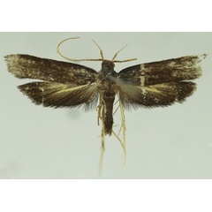 /filer/webapps/moths/media/images/P/pulchella_Thubdora_AM_MNVD.jpg