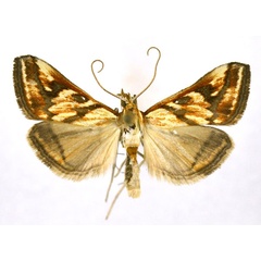 /filer/webapps/moths/media/images/P/plumbatalis_Heortia_AM_NHMO.jpg