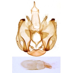 /filer/webapps/moths/media/images/A/ambreella_Mnarolitia_GMHT_MNHN_4753.jpg