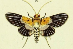 Nevrina procopia