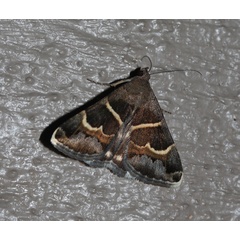 /filer/webapps/moths/media/images/S/stolida_Grammodes_A_Roland_01.jpg