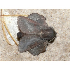 /filer/webapps/moths/media/images/R/rotundata_Mimopacha_AM_Goff_04.jpg