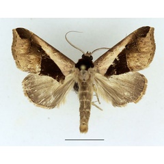 /filer/webapps/moths/media/images/B/biangulata_Anoba_AM_Aulombard.jpg