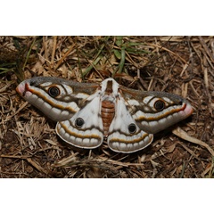 /filer/webapps/moths/media/images/A/apollonia_Heniocha_AM_Knyazev.JPG