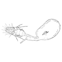 /filer/webapps/moths/media/images/S/sipalia_Plinthograptis_GFHT_ISEA.jpg