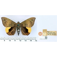 /filer/webapps/moths/media/images/B/bryoxantha_Ophiusa_HT_BMNH.jpg