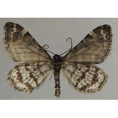 /filer/webapps/moths/media/images/A/artifex_Piercea_AM_ZSMb.jpg