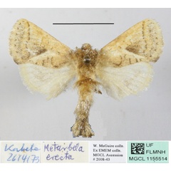 /filer/webapps/moths/media/images/E/erecta_Metarbela_A_MGCLa_01.JPG