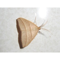 /filer/webapps/moths/media/images/V/vethi_Afrophyla_A_Sydes.jpg
