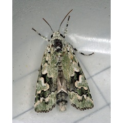 /filer/webapps/moths/media/images/L/lichenea_Ethioterpia_A_Roland_05.jpg