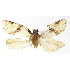 /filer/webapps/moths/media/images/A/albulata_Epichoristodes_HT_RMCA.jpg