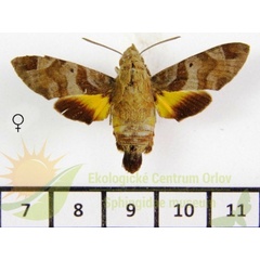 /filer/webapps/moths/media/images/A/aesalon_Macroglossum_AF_SMCR_01.jpg