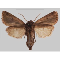 /filer/webapps/moths/media/images/N/njombe_Sciomesa_PTF_MNHN_01b.jpg