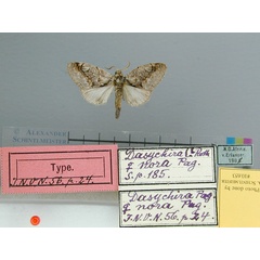 /filer/webapps/moths/media/images/N/nora-Dasychira-10653fHTN.O.Afrika_.jpg