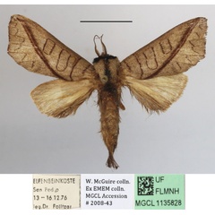 /filer/webapps/moths/media/images/A/arctipennis_Galanthella_AM_MGCLa_01.JPG