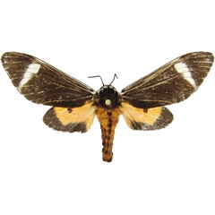 /filer/webapps/moths/media/images/E/extranea_Casphalia_AM_MCJM.jpg