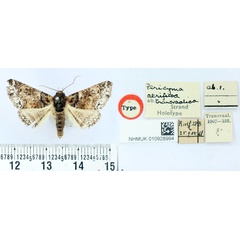 /filer/webapps/moths/media/images/T/transvaalica_Pericyma_HT_BMNH.jpg