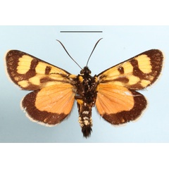 /filer/webapps/moths/media/images/N/nigrobasalis_Pseudopais_AF_MGCLb_02.JPG