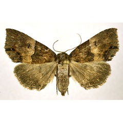/filer/webapps/moths/media/images/I/interitalis_Sarmatia_AF_NHMO.jpg