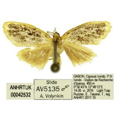 /filer/webapps/moths/media/images/T/takanoi_Palaeugoa_PTM_ANHRT.jpg
