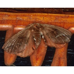 /filer/webapps/moths/media/images/O/obtusa_Stenoglene_A_Roland_01.jpg