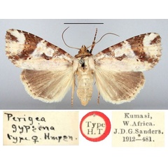 /filer/webapps/moths/media/images/G/gypsina_Perigea_HT_BMNH.jpg