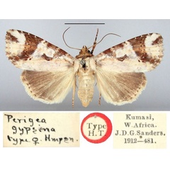 /filer/webapps/moths/media/images/G/gypsina_Perigea_HT_BMNH.jpg