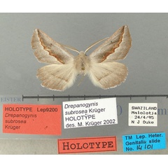 /filer/webapps/moths/media/images/S/subroseoides_Drepanogynis_HT_TMSA.jpg