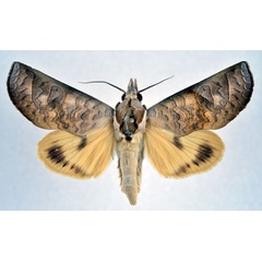 /filer/webapps/moths/media/images/A/avimolestum_Hemiceratoides_A_NHMO.jpg